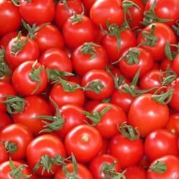 Tomato red
